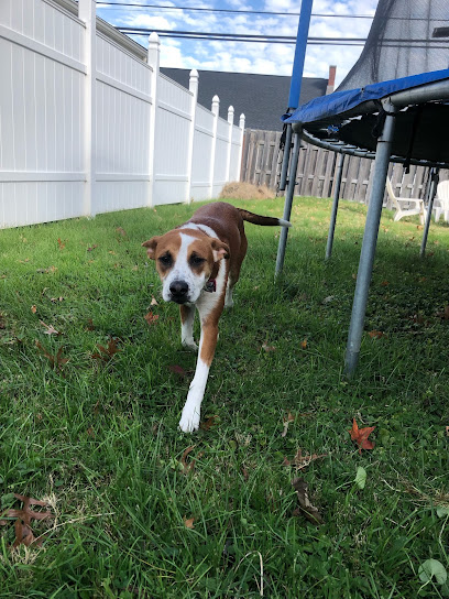 Coomer Pet Sitting