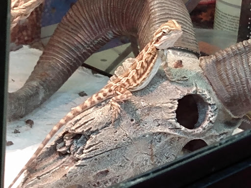 Pet Supply Store «Pet Supermarket», reviews and photos, 1800 W 68th St #140, Hialeah, FL 33014, USA