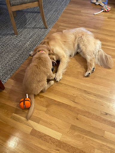 Pet Store «Pawsh Dog Boutique», reviews and photos, 31 Gloucester St, Boston, MA 02115, USA