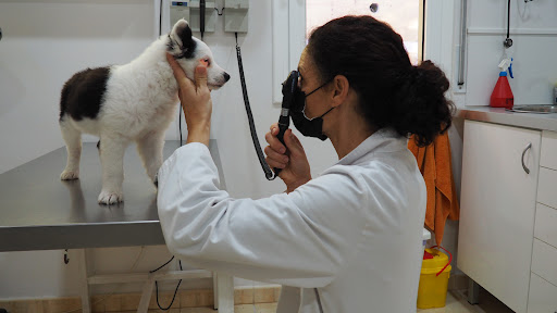 Centro Veterinario Fontpineda en Fontpineda