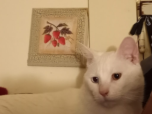 Pet Supply Store «Pet Supplies Plus», reviews and photos, 209 Towne Dr, Elizabethtown, KY 42701, USA