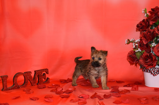 Pet Store «Puppy City», reviews and photos, 3343 Valley Pike, Winchester, VA 22602, USA