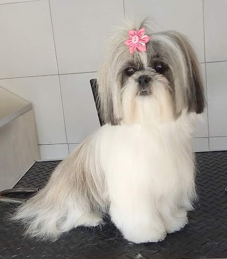 OASIS - Estética y Peluquería canina