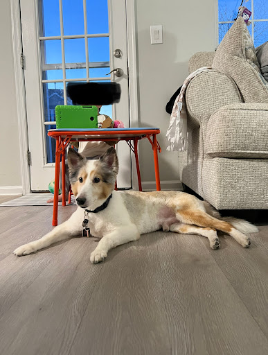 Pet Supply Store «PetSmart», reviews and photos, 367 Mt Hope Ave, Rockaway, NJ 07866, USA