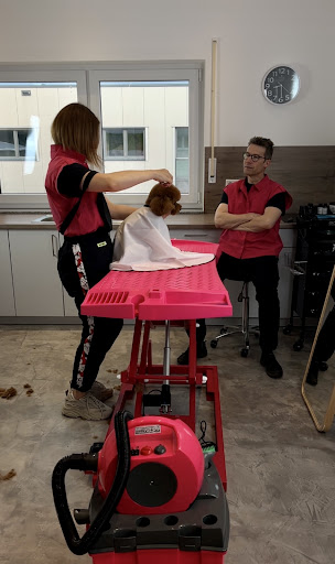 HundeMeisterin - Ihr Hundefriseur unter Großenseebach, 