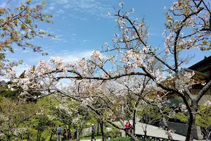 Alishan Sakura Trail image