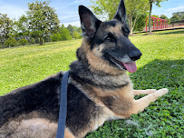 Continental Pet Relocation/Charlotte Pet Services - Photo 4 - Car repair in , Charlotte