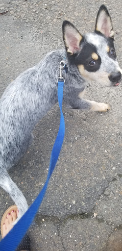 Pet Supply Store «Dogology», reviews and photos, 166 Albany Turnpike, Canton, CT 06019, USA