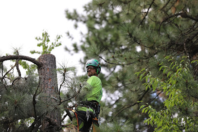 Specialty Tree Services