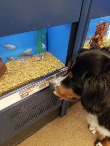 Pet Supply Store «Petco Animal Supplies», reviews and photos, 4840 N Pulaski Rd #100, Chicago, IL 60630, USA