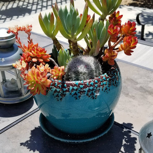 Florist «Plant Safari», reviews and photos, 653 N Central Ave, Upland, CA 91786, USA