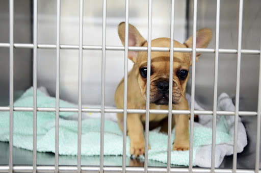 Northside Veterinary Clinic image