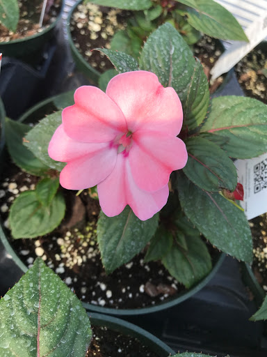 Garden Center «Lake Anna Nursery», reviews and photos, 71 Oak Grove Dr, Mineral, VA 23117, USA