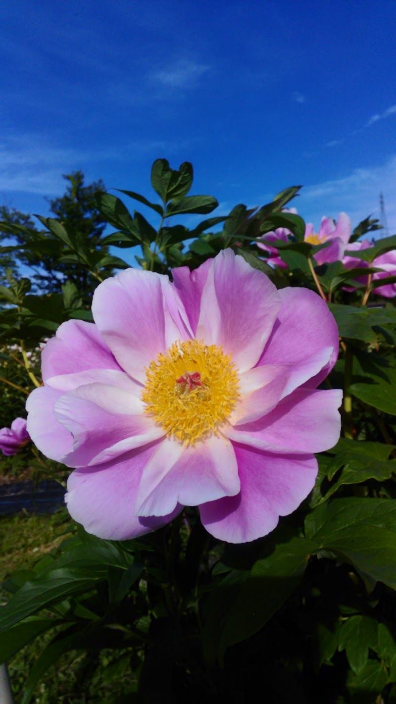 金沢大学薬用植物園