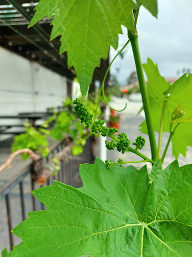 Winery «Joseph Filippi Winery & Vineyards», reviews and photos, 12467 Base Line Rd, Rancho Cucamonga, CA 91739, USA