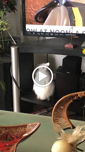 Pet Store «Petland», reviews and photos, 1514 Stonecreek Dr, Pickerington, OH 43147, USA