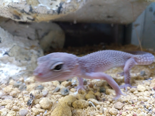 Zoo Menorca en Algete, Madrid