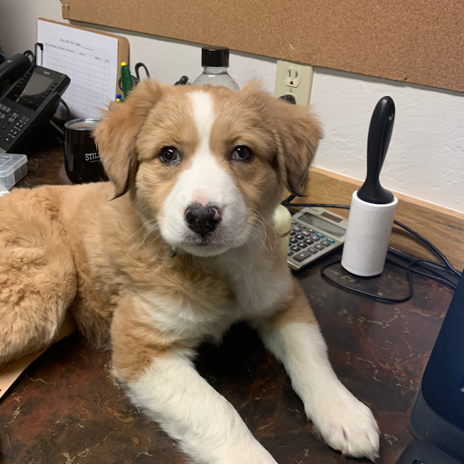 Gunnison Valley Veterinary Clinic