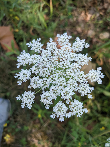 Park «Founders Park», reviews and photos, 11675 Hazel Dell Pkwy, Carmel, IN 46033, USA