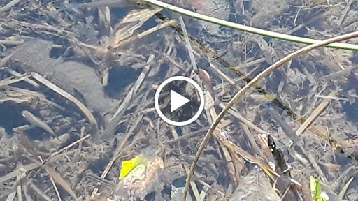 Nature Preserve «Governor Bridge Natural Area», reviews and photos, 7600 Governor Bridge Rd, Bowie, MD 20716, USA