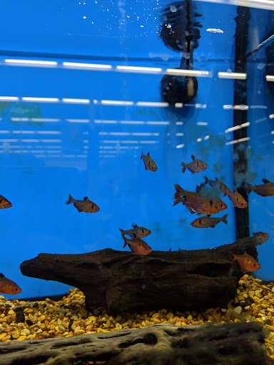 Pet Supply Store «Petco Animal Supplies», reviews and photos, 11 Cornerstone Square #200, Westford, MA 01886, USA