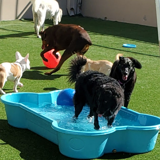 Dog day care center Carlsbad