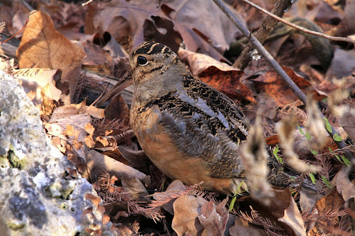 Non-Profit Organization «Westcave Outdoor Discovery Center», reviews and photos, 24814 Hamilton Pool Rd, Round Mountain, TX 78663, USA