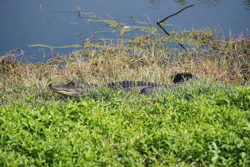 Golf Course «Deer Island Country Club», reviews and photos, 18000 Eagles Club House Way, Tavares, FL 32778, USA