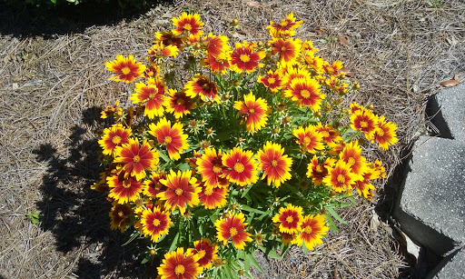 Golf Course «Panama Country Club», reviews and photos, 100 Country Club Dr, Lynn Haven, FL 32444, USA