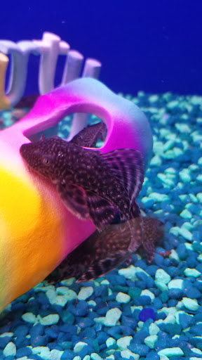 Pet Supply Store «PetSmart», reviews and photos, 19320 Nordhoff Way, Northridge, CA 91324, USA