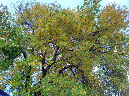 Golf Course «Brighton Park Golf Course», reviews and photos, 70 Brompton Rd, Tonawanda, NY 14150, USA