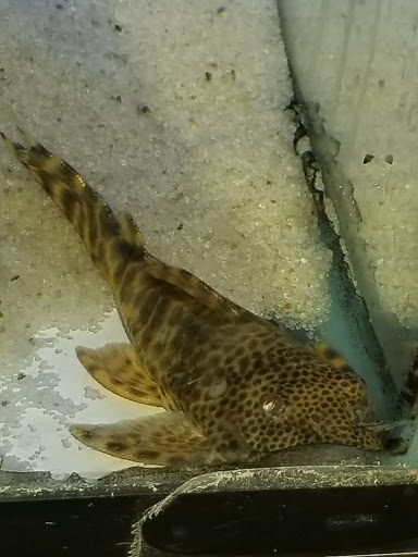 Tropical Fish Store «Best Fish», reviews and photos, 1335 N Doctor M.L.K. Dr, Milwaukee, WI 53212, USA