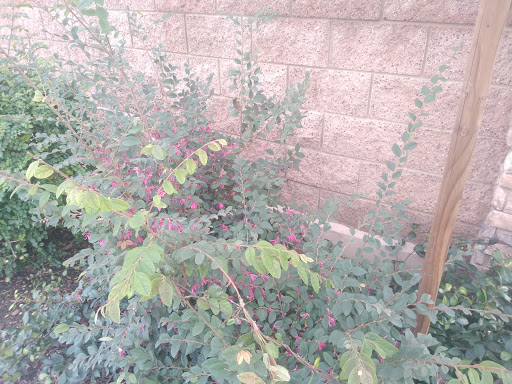 Florist «Secret Garden Florist», reviews and photos, 6076 Lincoln Ave, Cypress, CA 90630, USA