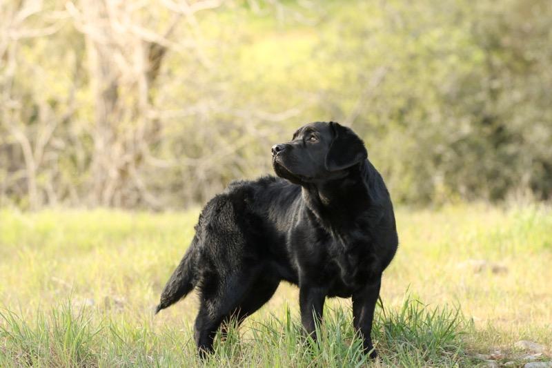 Twisted Ranch Retrievers