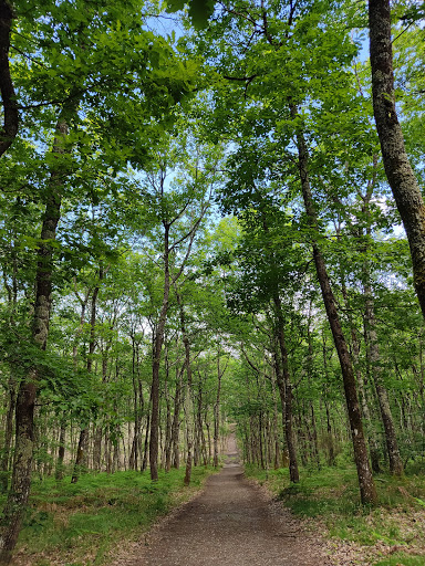 Forêt de Buzet