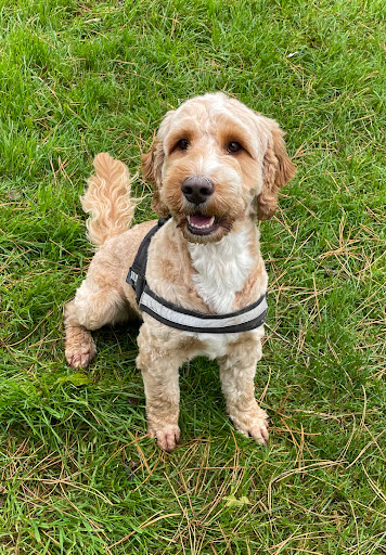 Poochies go Walkies