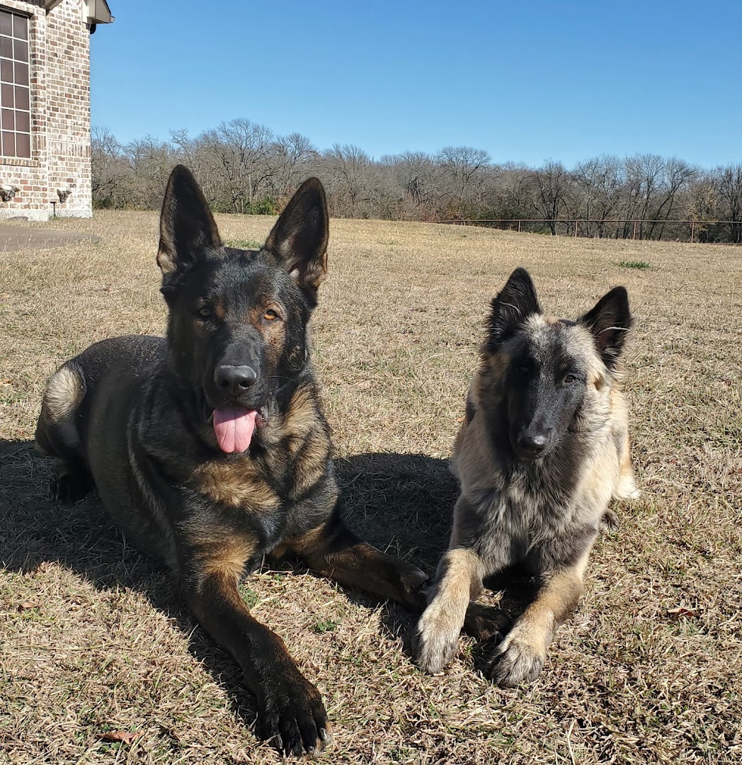 Ears Up K9 Training