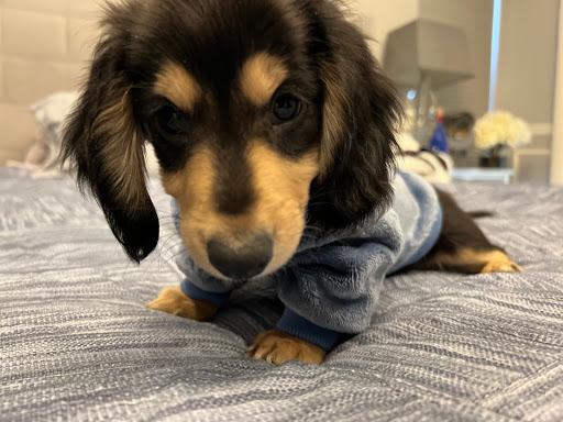 Pet Supply Store «Pet Ranch», reviews and photos, 3823 E 120th Ave, Denver, CO 80233, USA