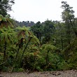 Remutaka Forest Park