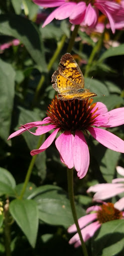 Park «Rouge Park», reviews and photos, Joy Rd, Detroit, MI 48228, USA