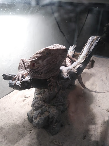 Pet Supply Store «Petco Animal Supplies», reviews and photos, 12014 SW 88th St, Miami, FL 33186, USA