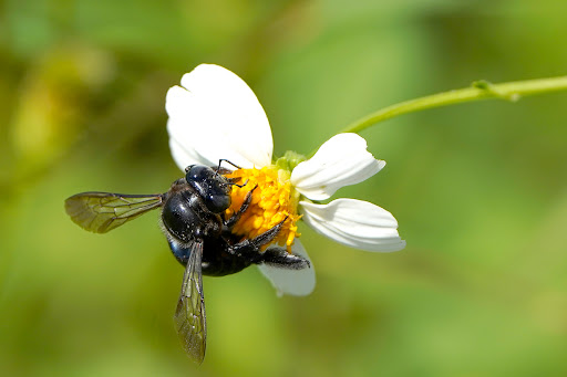 Tourist Attraction «Shark Valley Tram Tours», reviews and photos, 36000 SW 8th St, Miami, FL 33194, USA