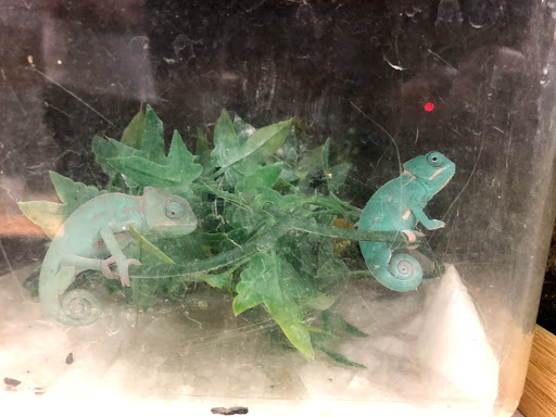 Reptile Store «La Habra Pets», reviews and photos, 1919 W La Habra Blvd, La Habra, CA 90631, USA