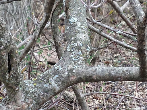 Nature Preserve «Subat Forest Preserve», reviews and photos, 4675-4999 Eldamain Rd, Plano, IL 60545, USA