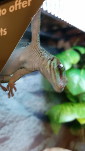 Pet Supply Store «Petco Animal Supplies», reviews and photos, 30697 US Hwy 19 N, Palm Harbor, FL 34684, USA