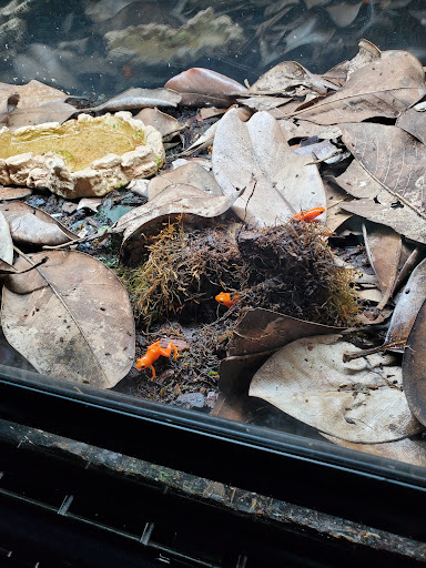 Reptile Store «Reptile Pets Direct», reviews and photos, 8088 Pat Booker Rd, Live Oak, TX 78233, USA