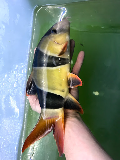 Aquarium «Nemos Aquarium», reviews and photos, 4051 Stone Mountain Hwy, Snellville, GA 30039, USA