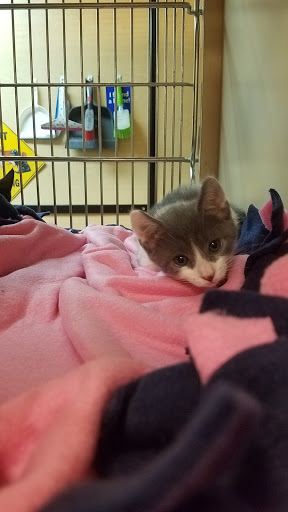 Pet Supply Store «PetSmart», reviews and photos, 10363 Fairway Dr, Roseville, CA 95678, USA