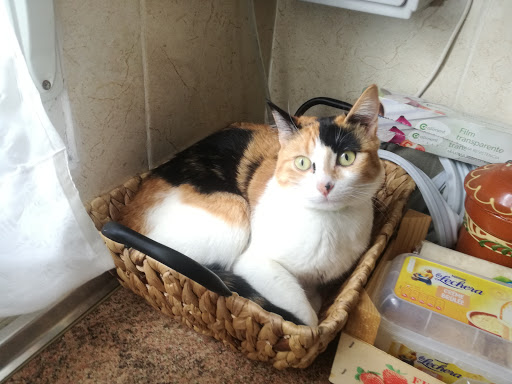 Clínica Veterinaria Yepes en Yepes