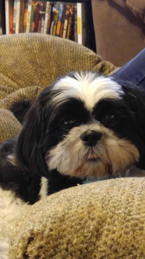 Pet Supply Store «PetSmart», reviews and photos, 2801 Pine Lake Rd, Lincoln, NE 68516, USA